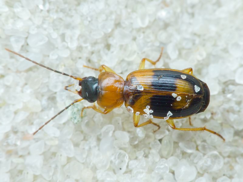 Badister (Badister) lacertosus Sturm, 1815